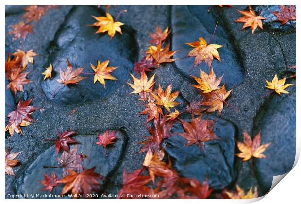 MXI30978 Fallen yellow red Japanese maple leaves Print by MaximImages Wall Art