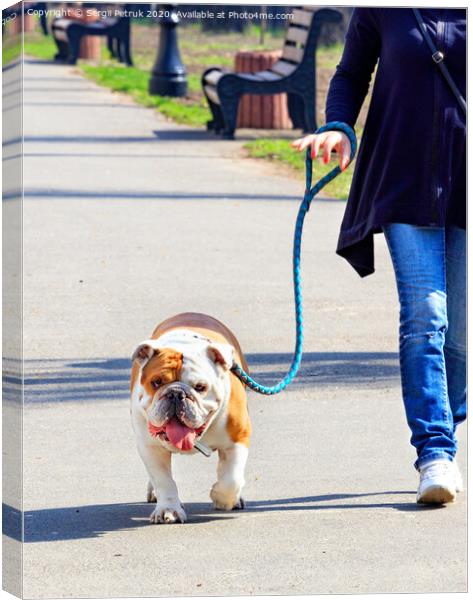 A large English bulldog on a powerful leash walks on a tiled sidewalk. Canvas Print by Sergii Petruk