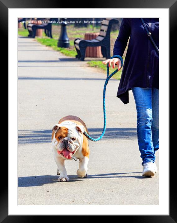A large English bulldog on a powerful leash walks on a tiled sidewalk. Framed Mounted Print by Sergii Petruk