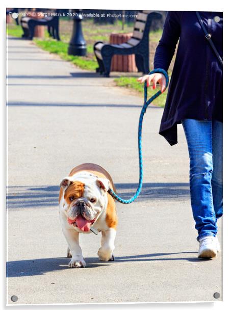 A large English bulldog on a powerful leash walks on a tiled sidewalk. Acrylic by Sergii Petruk