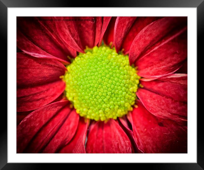 Gerbera. Framed Mounted Print by Jason Connolly