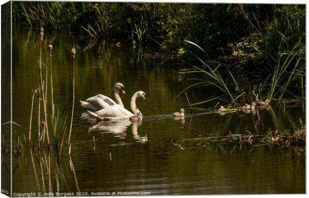 Swans adults and Cygnets  wild life birds   Canvas Print by Holly Burgess