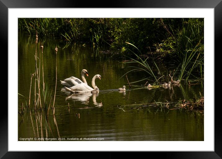 Swans adults and Cygnets  wild life birds   Framed Mounted Print by Holly Burgess