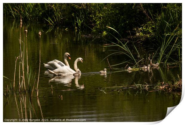 Swans adults and Cygnets  wild life birds   Print by Holly Burgess