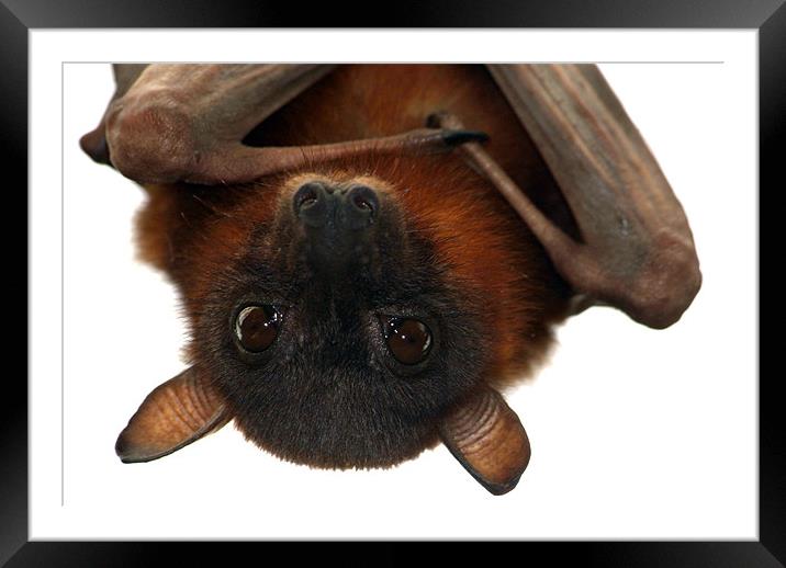 Little Red Flying Fox Hanging Out Framed Mounted Print by Serena Bowles