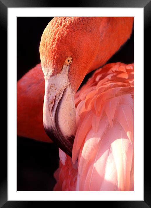 Cuban Flamingo Framed Mounted Print by Serena Bowles