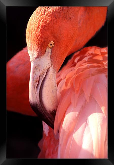 Cuban Flamingo Framed Print by Serena Bowles
