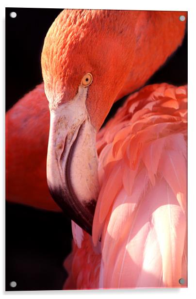 Cuban Flamingo Acrylic by Serena Bowles