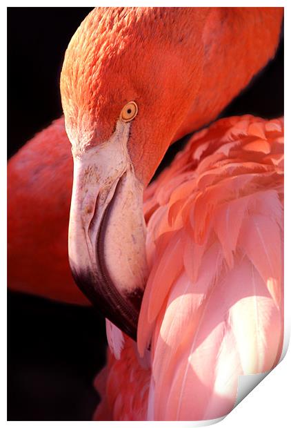Cuban Flamingo Print by Serena Bowles