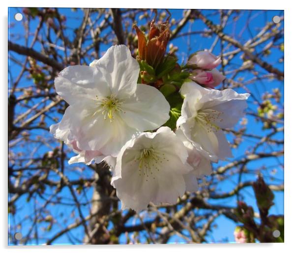 Spring blossom Acrylic by Sheila Ramsey