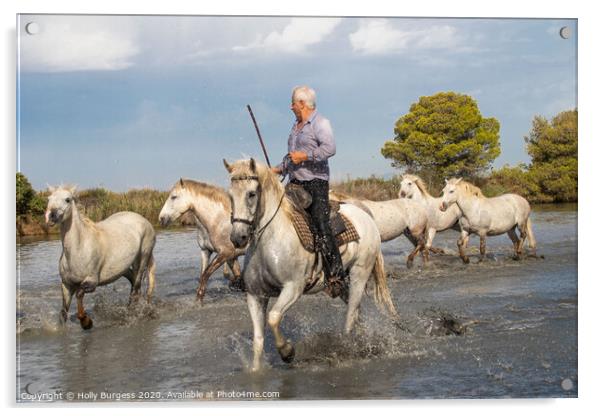Captivating Camargue: A Protected Paradise Acrylic by Holly Burgess