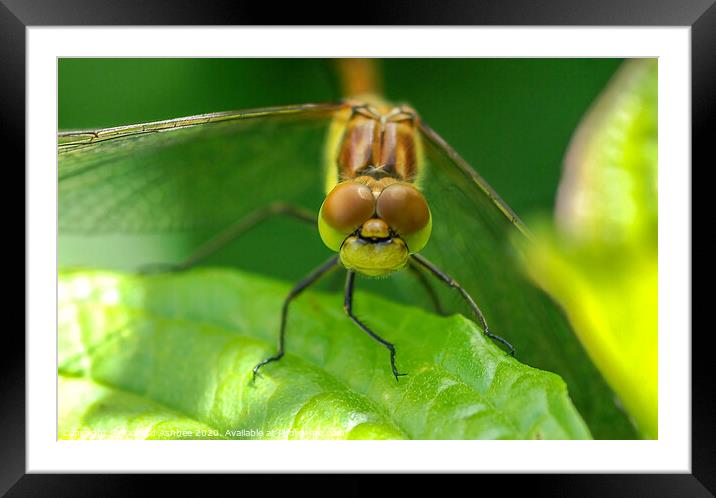 Close up of a Dragonfly head Framed Mounted Print by Richard Ashbee