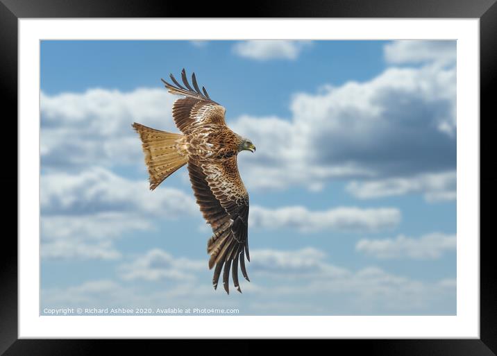 English Red Kite in flight Framed Mounted Print by Richard Ashbee