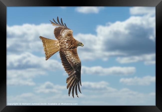 English Red Kite in flight Framed Print by Richard Ashbee