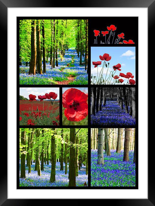 Poppies and Bluebells Framed Mounted Print by Ian Jeffrey