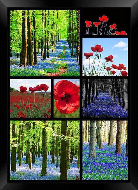 Poppies and Bluebells Framed Print by Ian Jeffrey