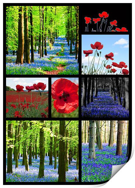 Poppies and Bluebells Print by Ian Jeffrey