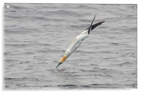 Gannet balancing on surface of sea Acrylic by Richard Ashbee