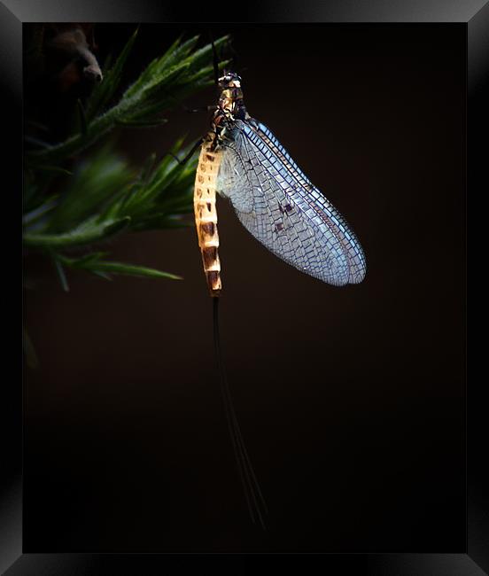 Ephemera danica Mayflies Framed Print by Keith Thorburn EFIAP/b