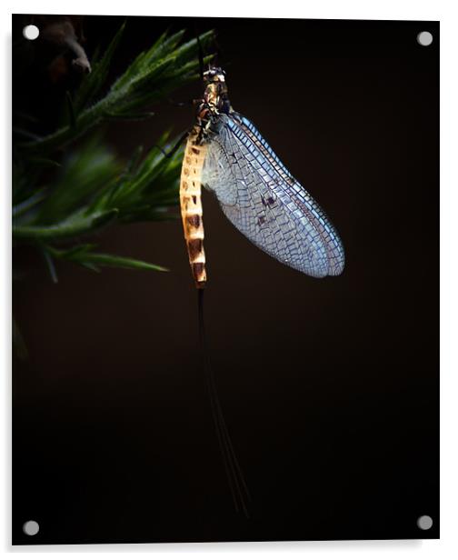 Ephemera danica Mayflies Acrylic by Keith Thorburn EFIAP/b