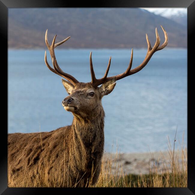 Royal Red Deer Stag in Scotland Framed Print by Derek Beattie