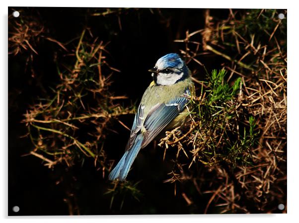 Blue Tit Acrylic by Keith Thorburn EFIAP/b