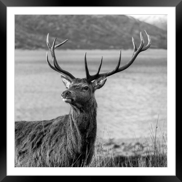 Royal Red Deer Stag in Scotland Framed Mounted Print by Derek Beattie