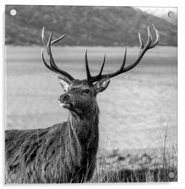 Royal Red Deer Stag in Scotland Acrylic by Derek Beattie
