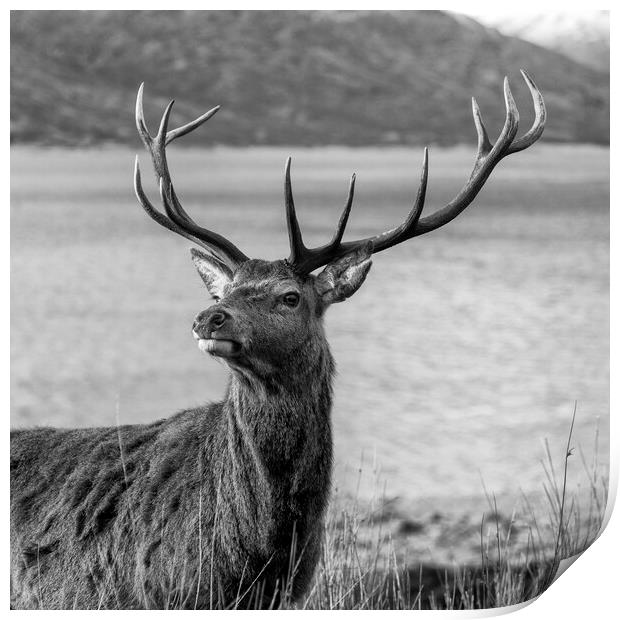 Royal Red Deer Stag in Scotland Print by Derek Beattie
