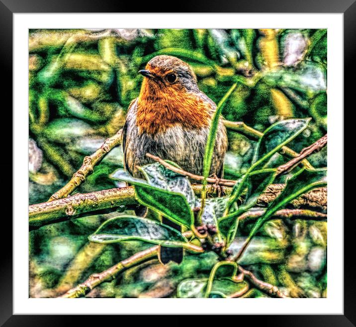 The Robin Framed Mounted Print by Lee Kershaw