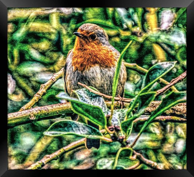 The Robin Framed Print by Lee Kershaw