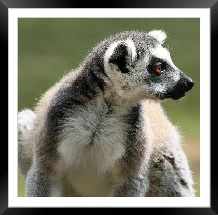 Ring-tailed Lemur Framed Mounted Print by Ruth Hallam