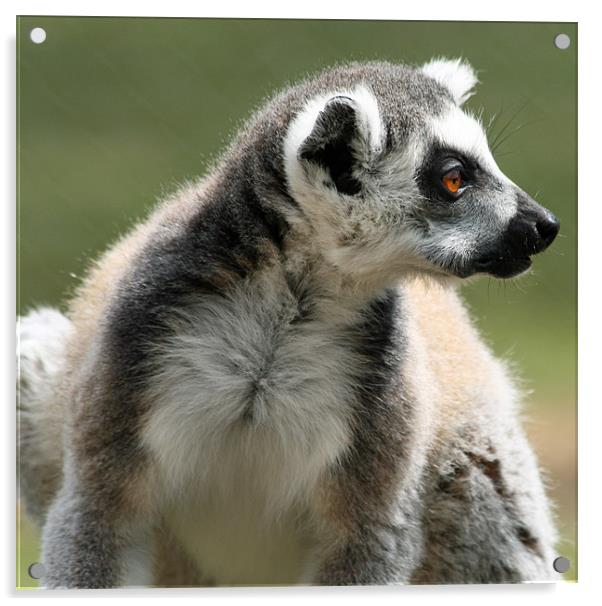 Ring-tailed Lemur Acrylic by Ruth Hallam