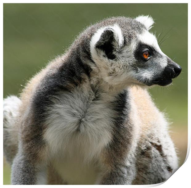 Ring-tailed Lemur Print by Ruth Hallam