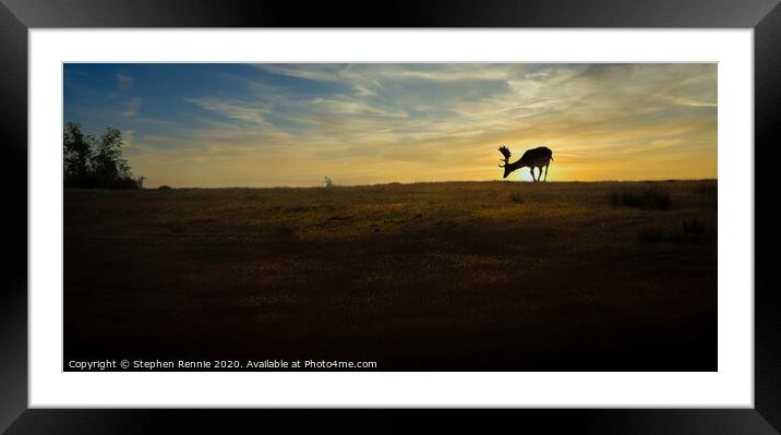 Fallow Deer Stag sunset Framed Mounted Print by Stephen Rennie