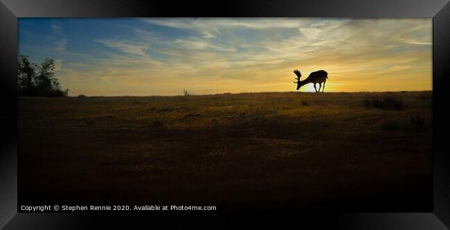 Fallow Deer Stag sunset Framed Print by Stephen Rennie