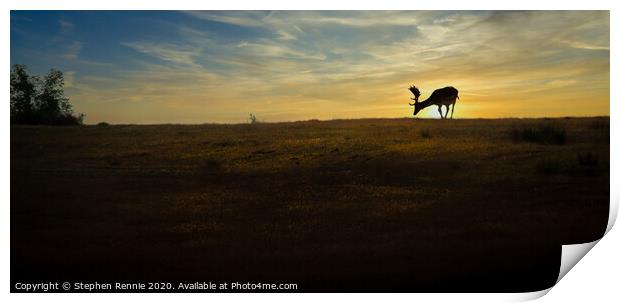 Fallow Deer Stag sunset Print by Stephen Rennie