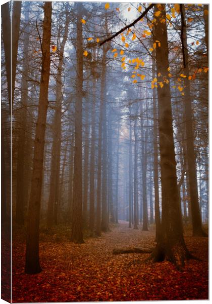 Off The Beaten Path Canvas Print by Francis Wilson