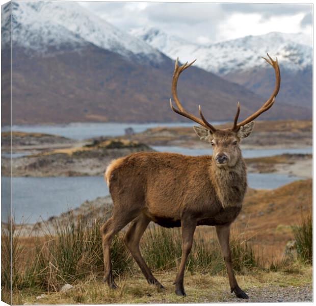 Red Deer Stag in Highland Scotland Canvas Print by Derek Beattie