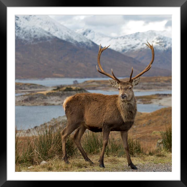 Red Deer Stag in Highland Scotland Framed Mounted Print by Derek Beattie