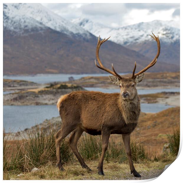 Red Deer Stag in Highland Scotland Print by Derek Beattie
