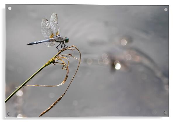 Blue Dasher at Delta Ponds Acrylic by Belinda Greb