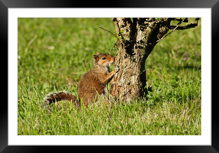 Grey Squirrel Framed Mounted Print by Keith Thorburn EFIAP/b