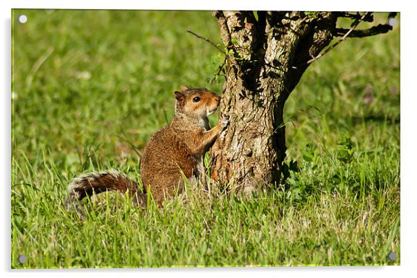 Grey Squirrel Acrylic by Keith Thorburn EFIAP/b