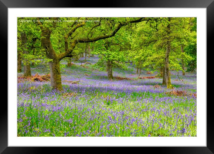 Kinclaven Bluebell Woods, Perthshire, Scotland Framed Mounted Print by Navin Mistry