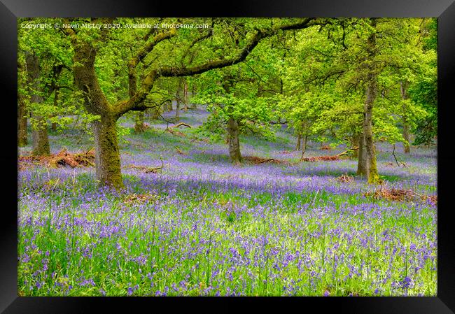 Kinclaven Bluebell Woods, Perthshire, Scotland Framed Print by Navin Mistry