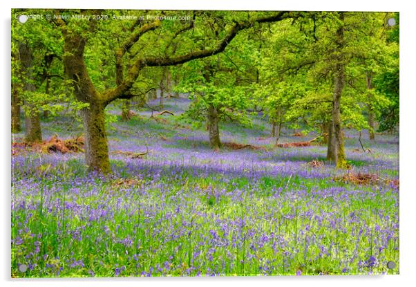 Kinclaven Bluebell Woods, Perthshire, Scotland Acrylic by Navin Mistry