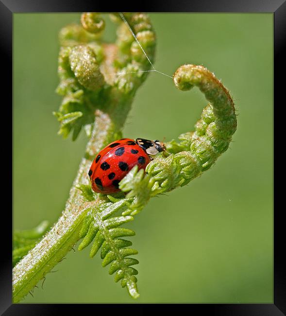 Ladybird 2 Framed Print by Ruth Hallam