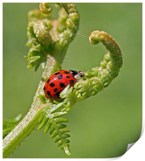 Ladybird 2 Print by Ruth Hallam