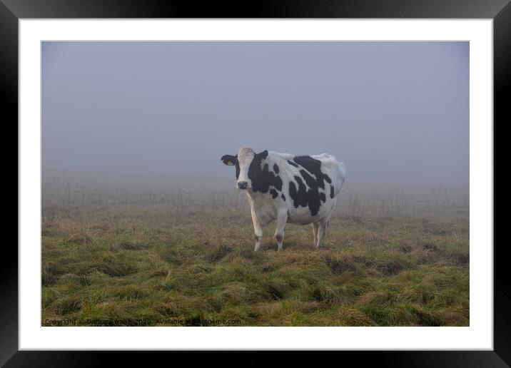 A cow standing on top of a grass covered field Framed Mounted Print by barbara walsh